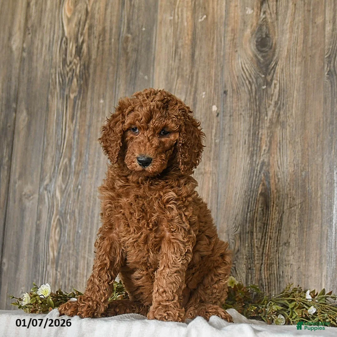 Goldendoodle dogs for sale: Eleanor - Ad 4