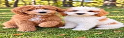 Cavapoo dogs for sale: Tate - Ad 4