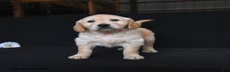 Golden Retriever dogs for sale: River  - Ad 4