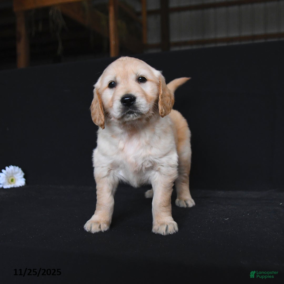 Golden Retriever dogs for sale: River  - Ad 4
