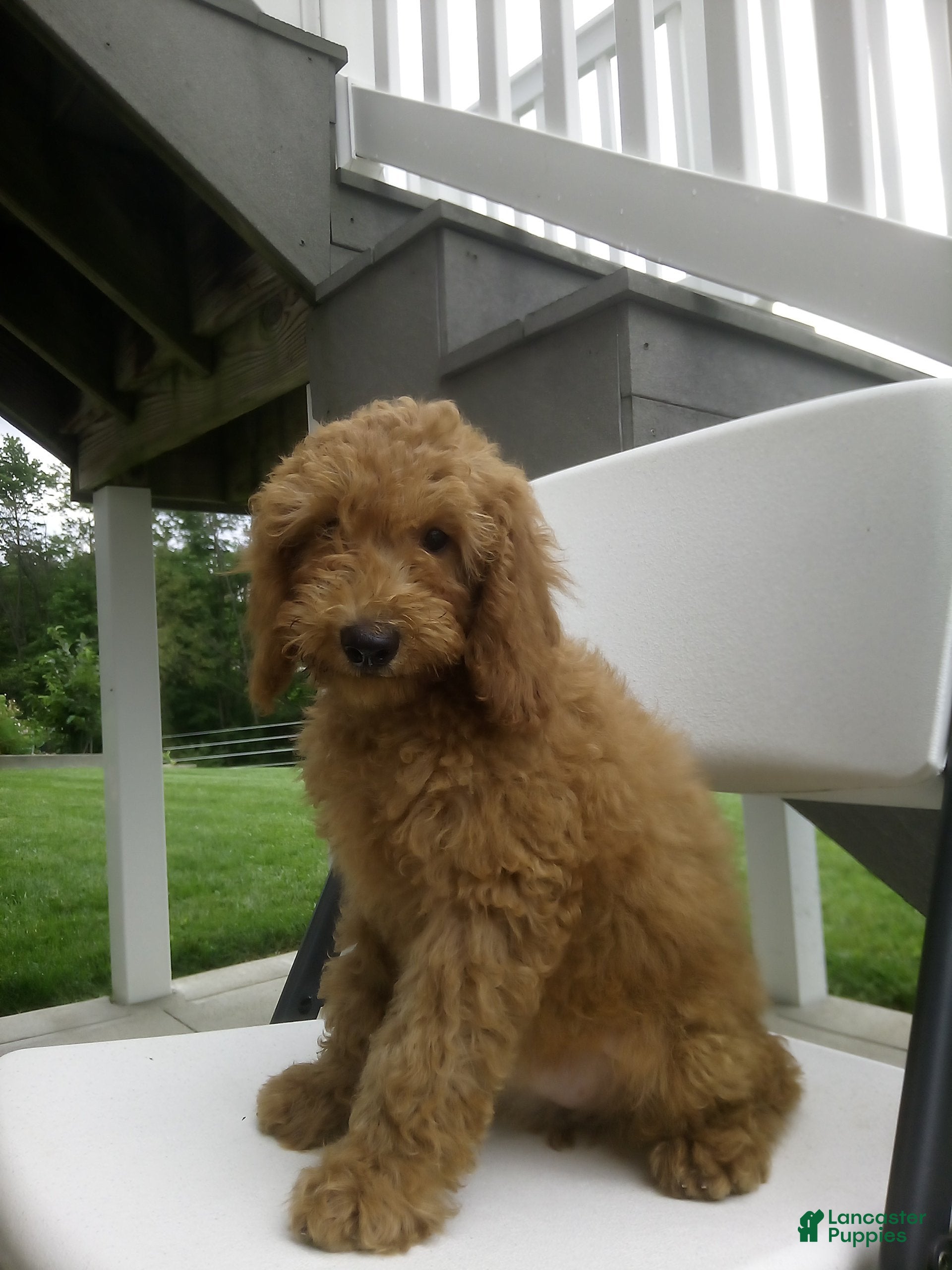 Mini Goldendoodle dogs for sale: Maeve - Ad 3