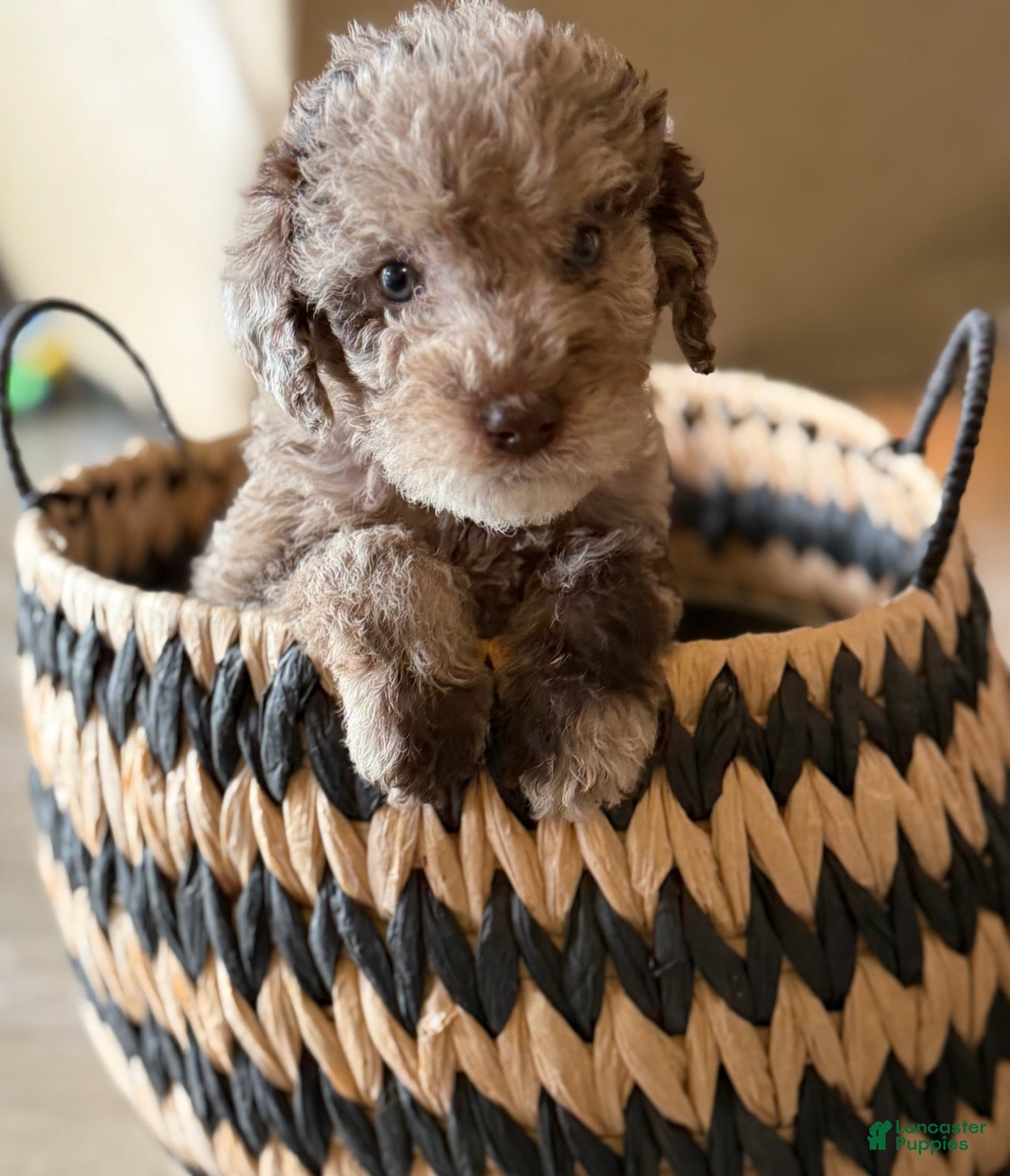 Labradoodle dogs for sale: Twix - Ad 1