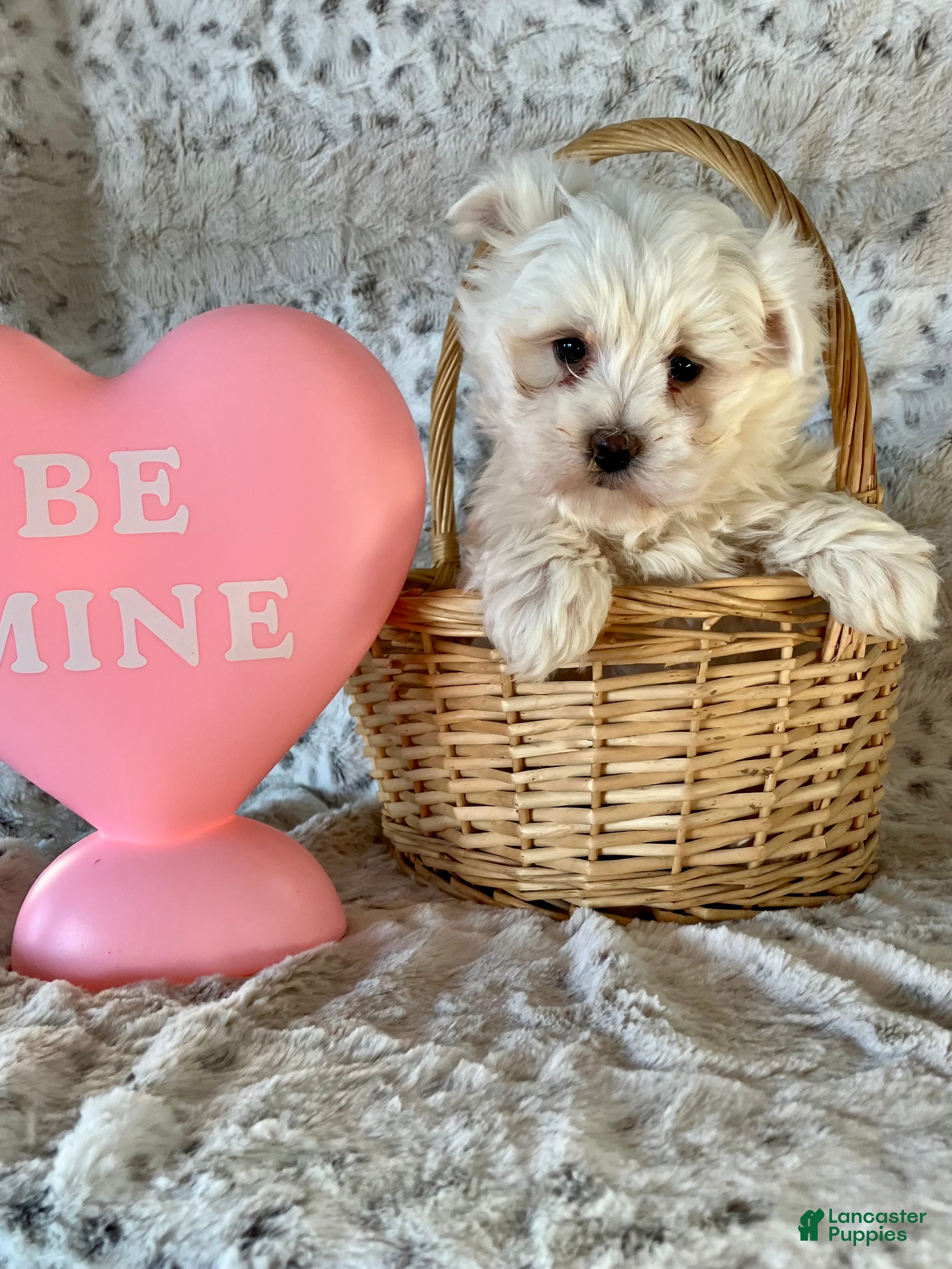 Maltese dogs Marley - Ad 10