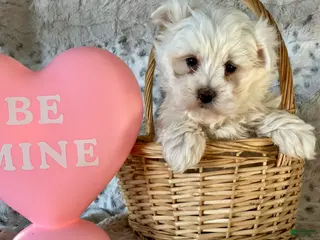 Maltese dogs Marley - Ad 10