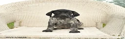 German Shorthaired Pointer dogs for sale: Dixie - Ad 4