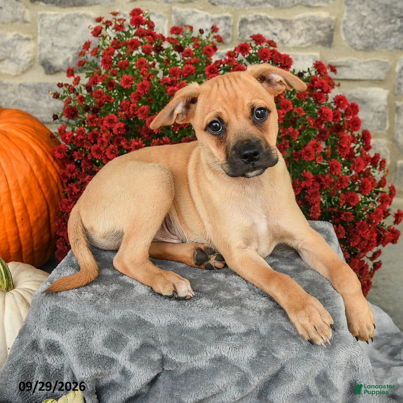 Mixed Breed dogs Titus - Ad 2