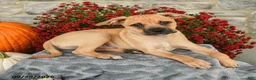 Mixed Breed dogs for sale: Titus - Ad 2