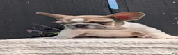 French Bulldog dogs for sale: Daisy - Ad 7