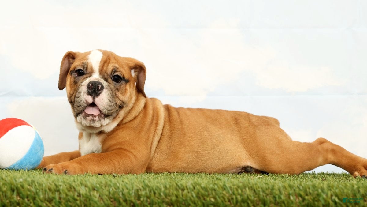 Olde English Bulldogge dogs Nora - Ad 2