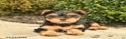 Yorkshire Terrier dogs for sale: Joyful  - Ad 3
