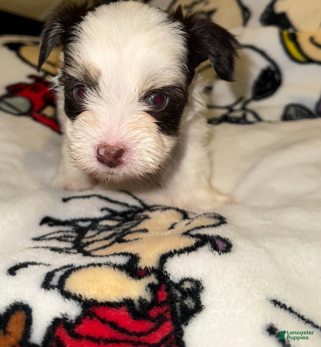 Yorkshire Terrier dogs for sale: Pluto - Ad 1