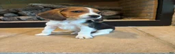 Beagle dogs for sale: Duke - Ad 5