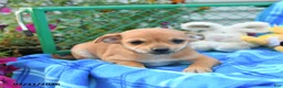 Mixed Breed dogs for sale: Teddy - Ad 3