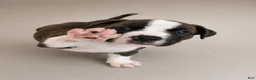 American Pit Bull Terrier dogs for sale:  1 - Ad 6