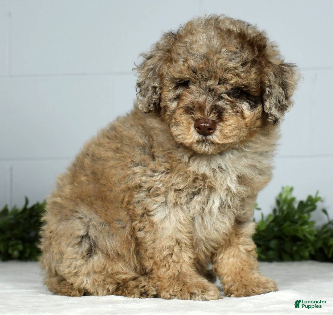 Miniature Poodle dogs for sale: Jake - Ad 5