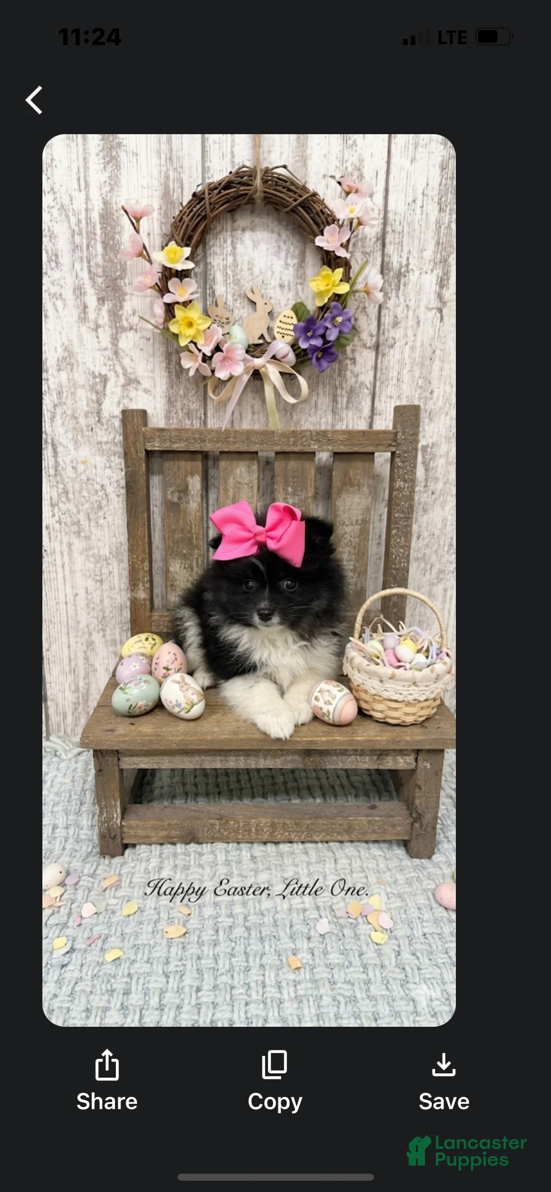 Pomeranian dogs for sale: Pomeranian Puppy 4 - Ad 1
