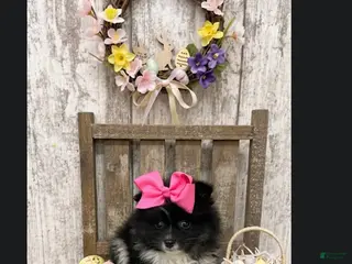 Pomeranian dogs Pomeranian Puppy 4 - Ad 42