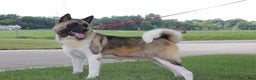 Akita dogs for sale: AKC Kuna - Ad 8