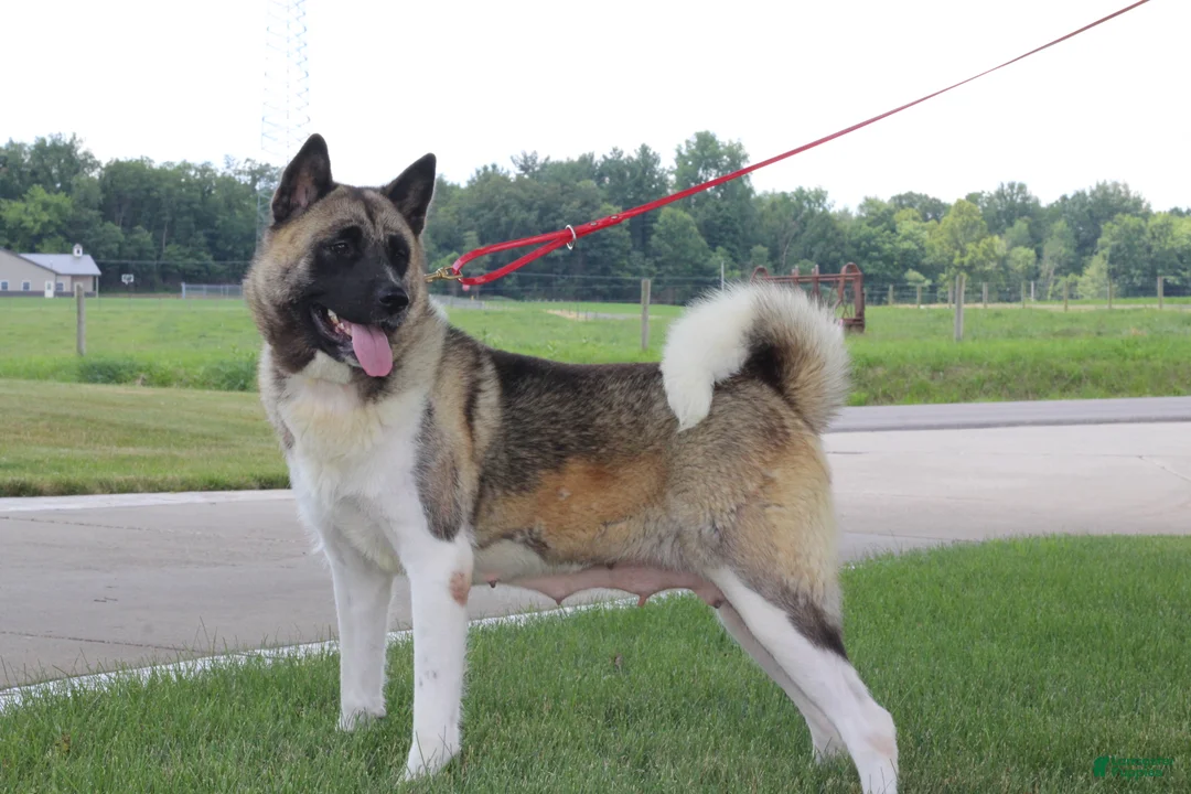 Akita dogs for sale: AKC Kuna - Ad 10