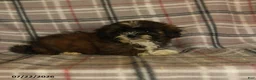 Mixed Breed dogs for sale: Uma - Ad 4
