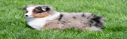 Miniature Australian Shepherd dogs for sale: Skye - Ad 6