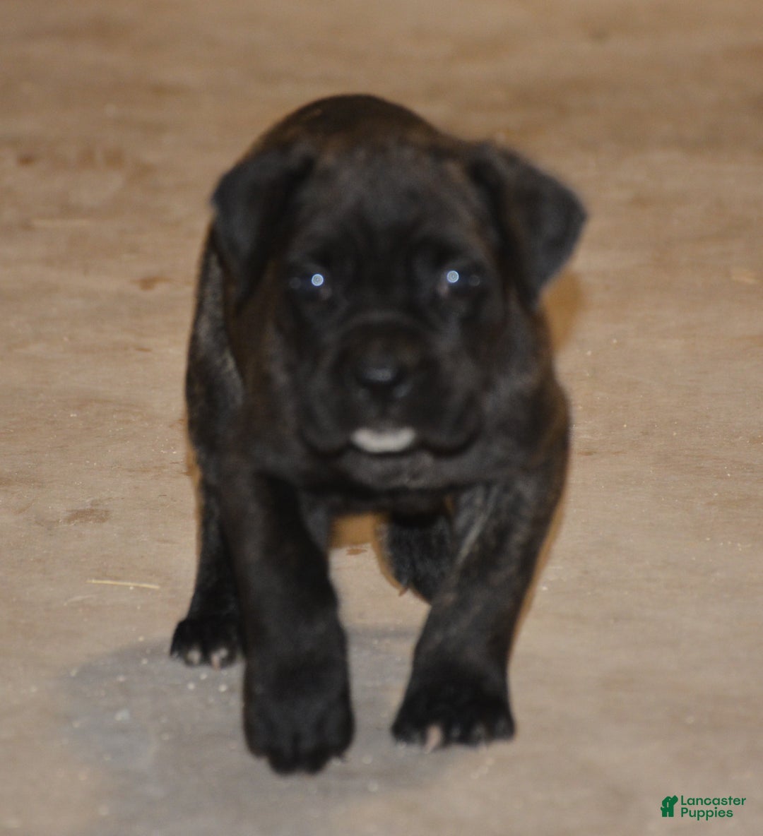 Cane Corso dogs for sale: Cane Corso Puppy 2 - Ad 4