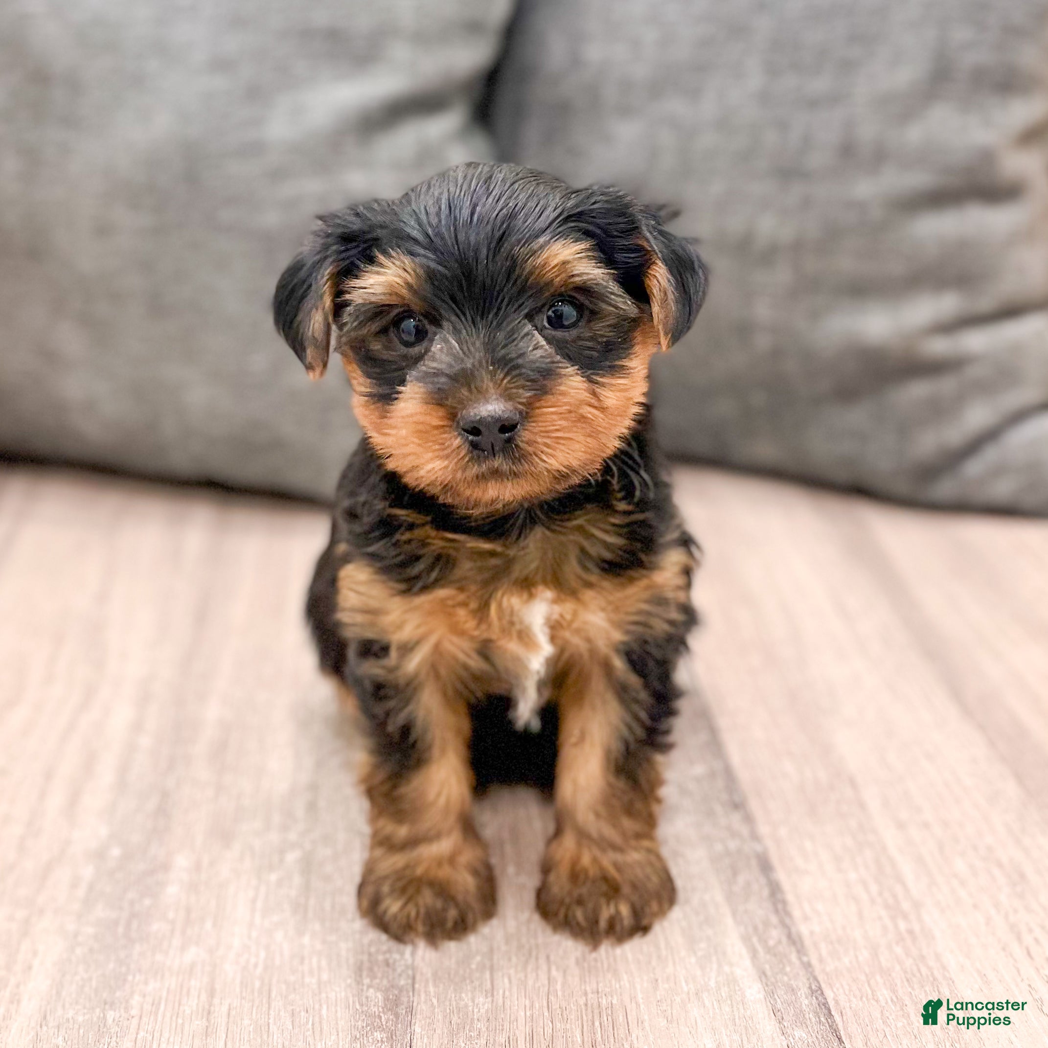 Yorkshire Terrier dogs Ranger - Ad 38