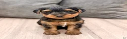 Yorkshire Terrier dogs for sale: Ranger - Ad 1