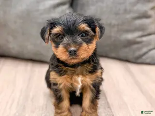 Yorkshire Terrier dogs Ranger - Ad 38