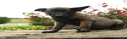 Belgian Malinois dogs for sale: Diesel - Ad 2