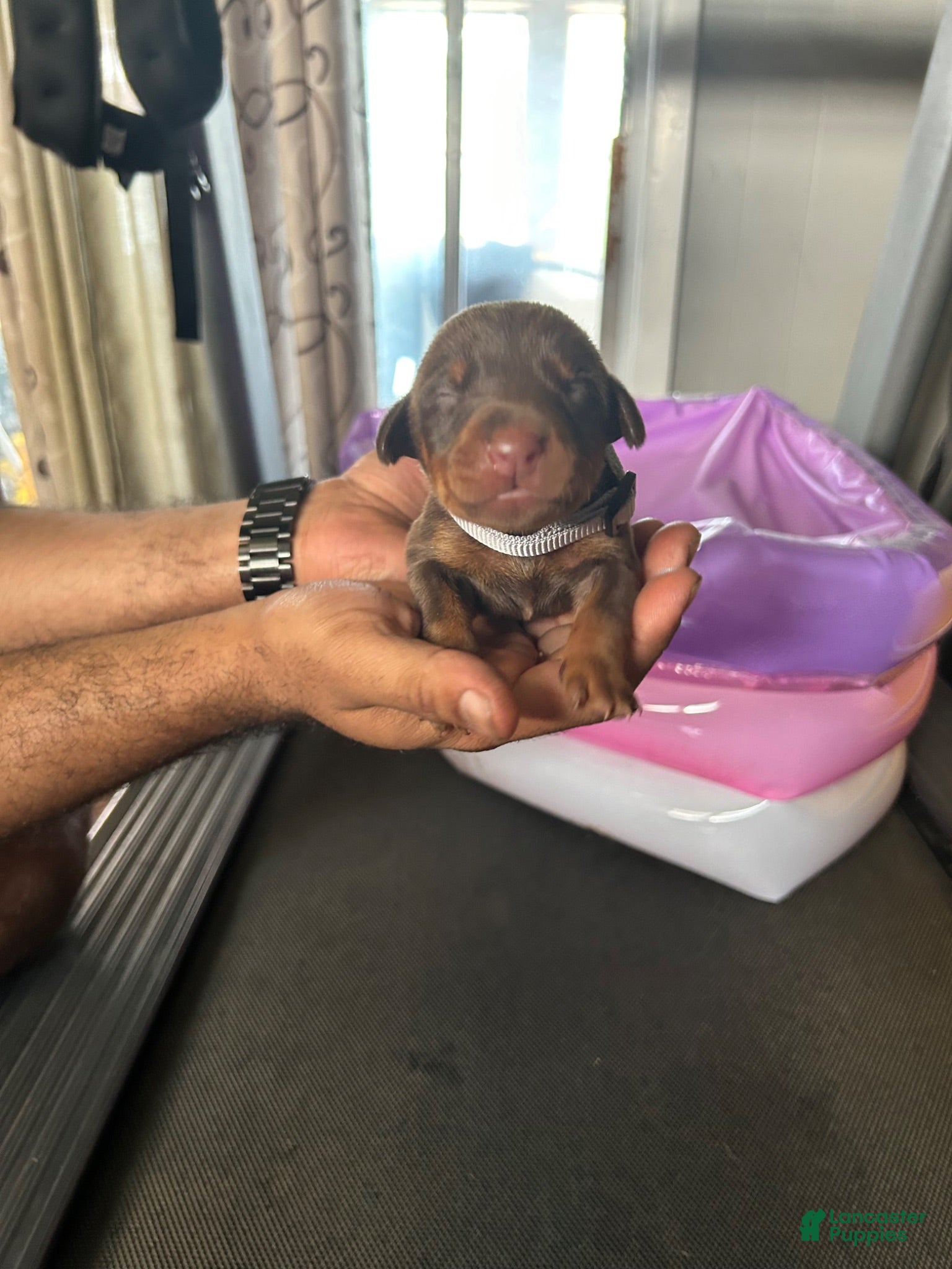 Doberman Pinscher dogs Gray Collar - Ad 31