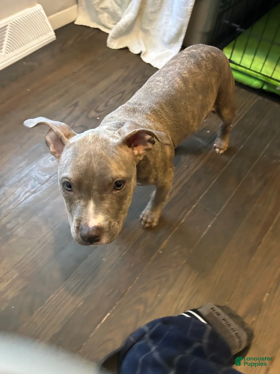American Bully dogs for sale: American Bully Puppy 7 - Ad 2