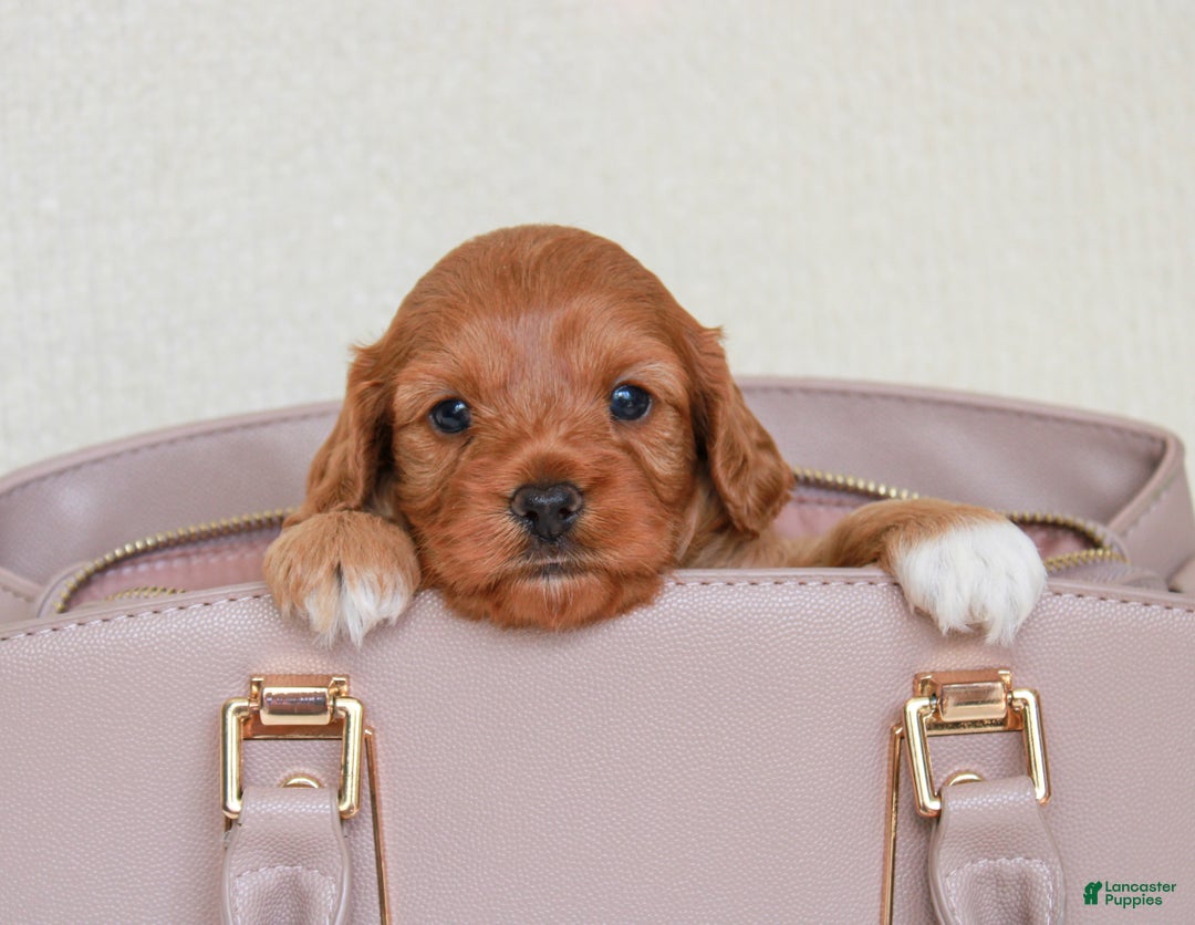 Cavapoo dogs for sale: Hollibee - Ad 3