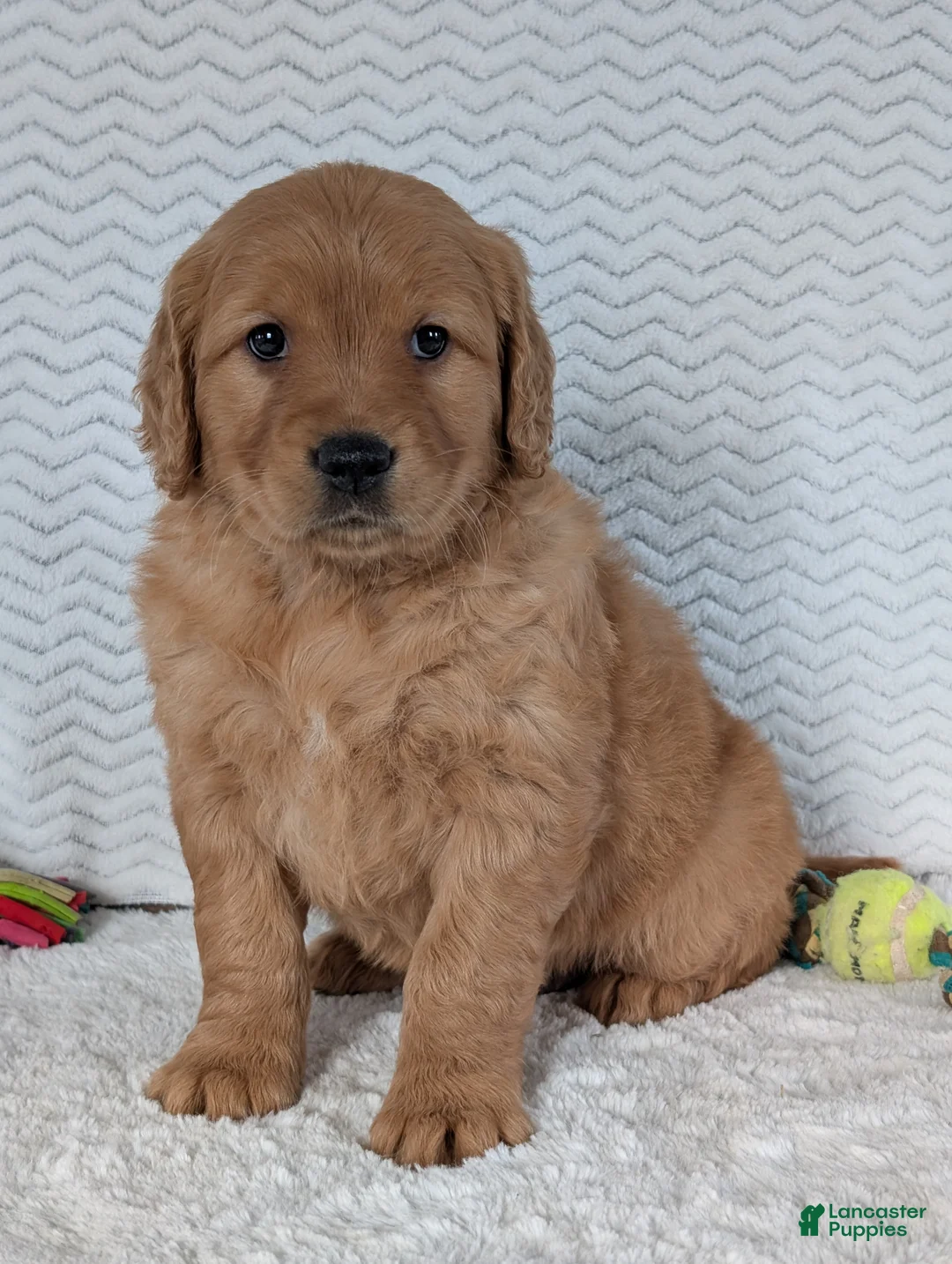 Golden Retriever dogs for sale: Miss Honey  - Ad 4