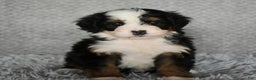 Mini Bernedoodle dogs for sale: Hattie - Ad 3