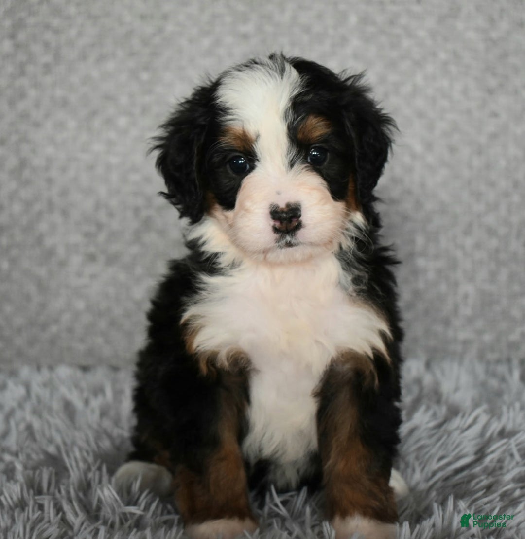Mini Bernedoodle dogs for sale: Hattie - Ad 3
