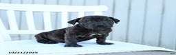 Mixed Breed dogs for sale: Asher - Ad 2