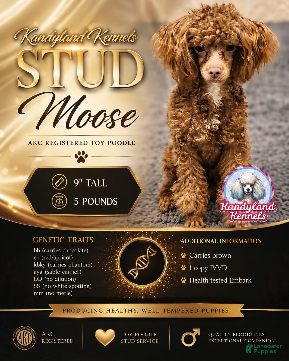 Toy Poodle dogs Moose - Ad 1