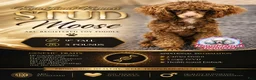 Toy Poodle dogs for stud: Moose - Ad 1