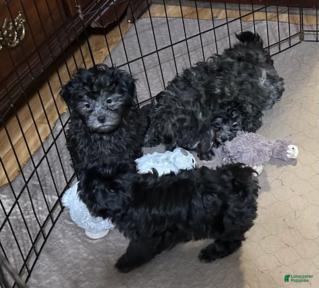 Shihpoo dogs for sale: Shihpoo 5 - Ad 6