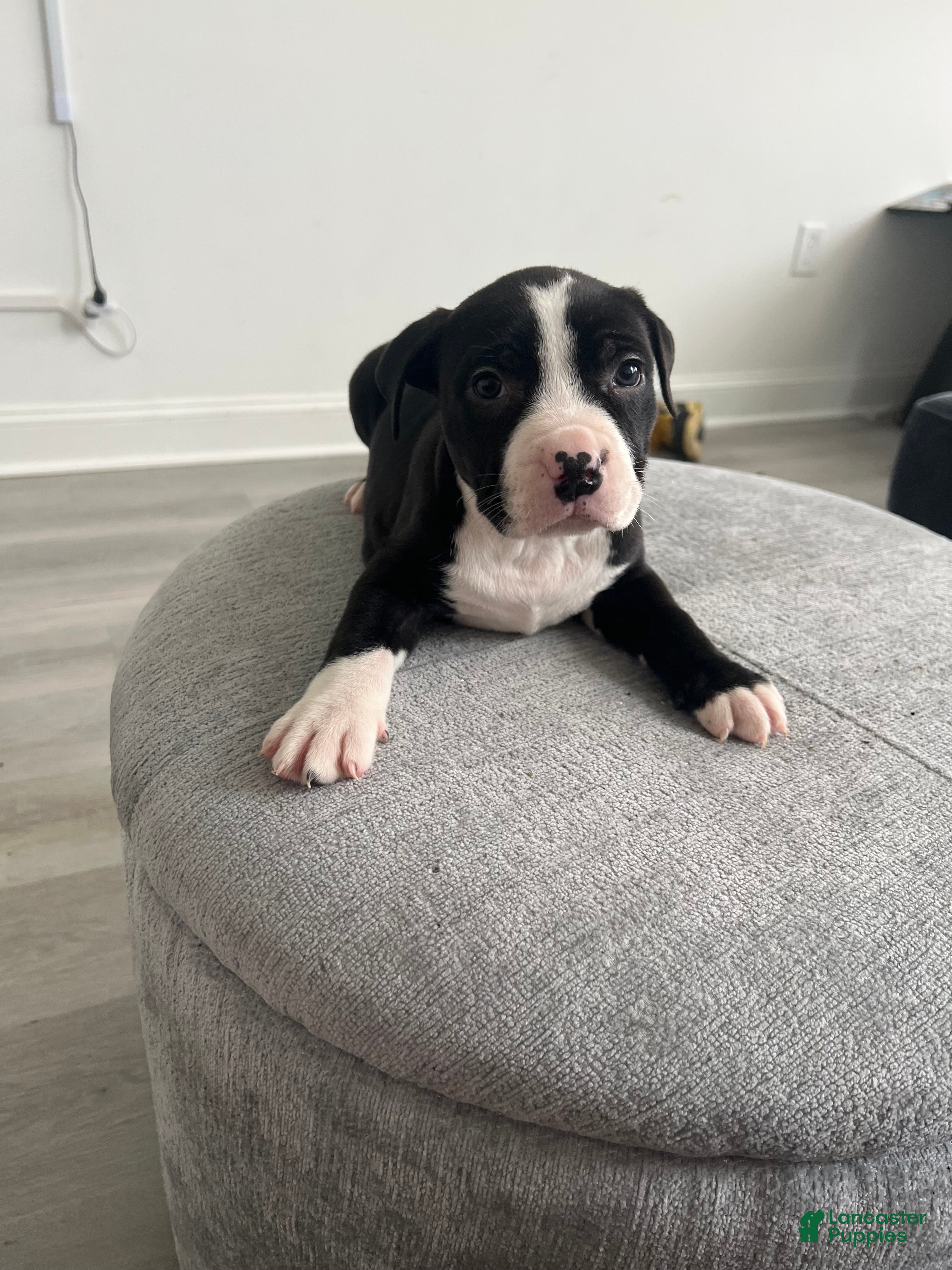 American Bully dogs American Bully Puppy 3 - Ad 3