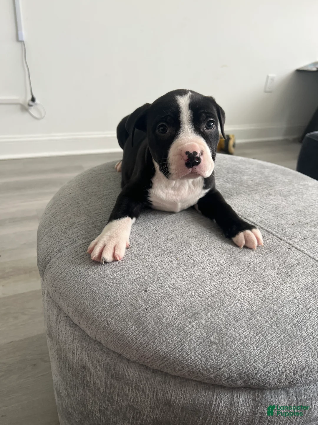 American Bully dogs for sale: American Bully Puppy 3 - Ad 1