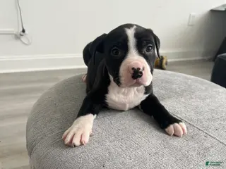 American Bully dogs American Bully Puppy 3 - Ad 3