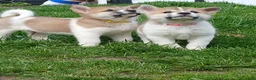 Akita dogs for sale: Willow - Ad 11