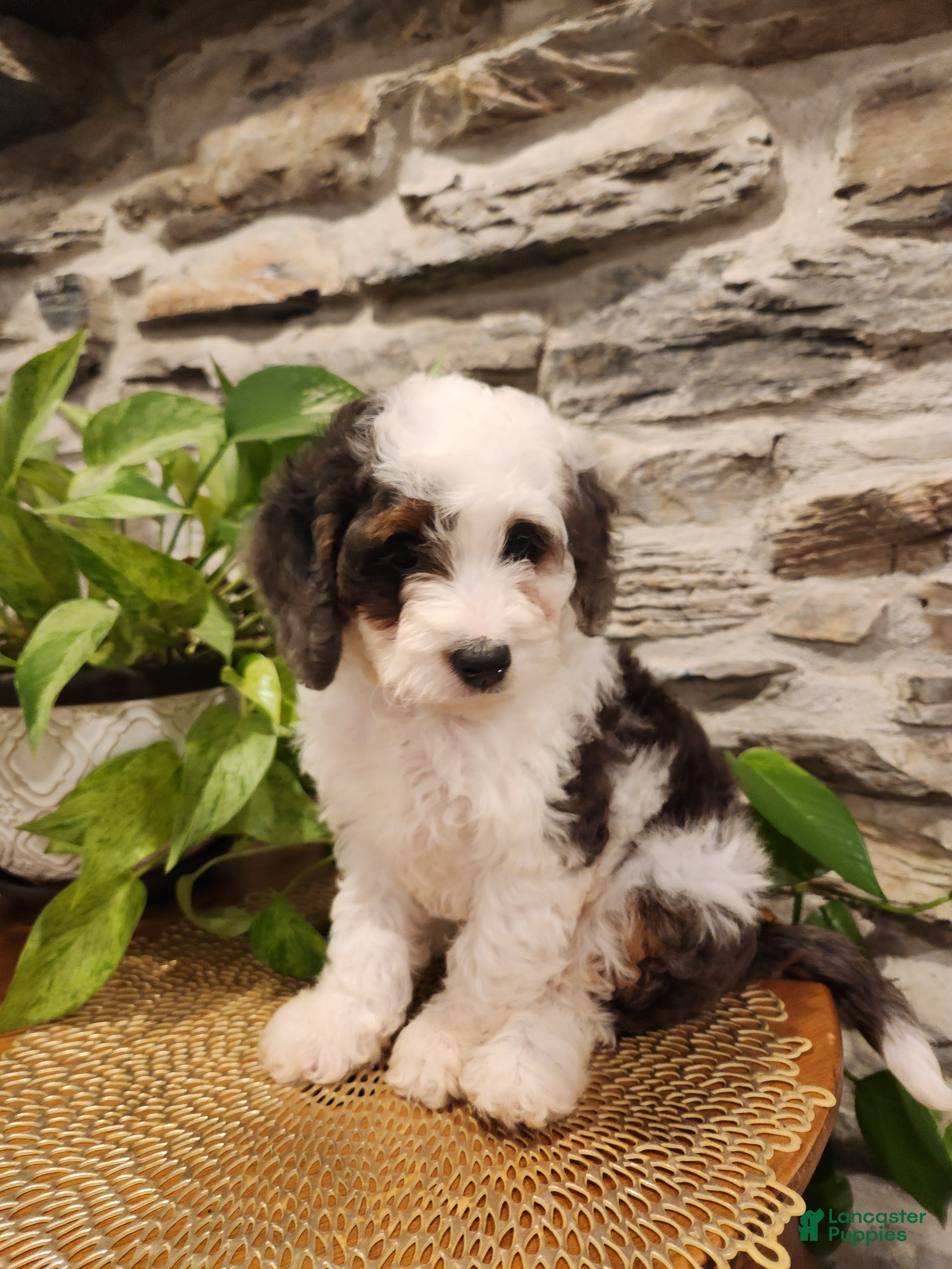 Mini Bernedoodle dogs ELLIE - FEMALE Mini Bernedoodle 3 - Ad 2