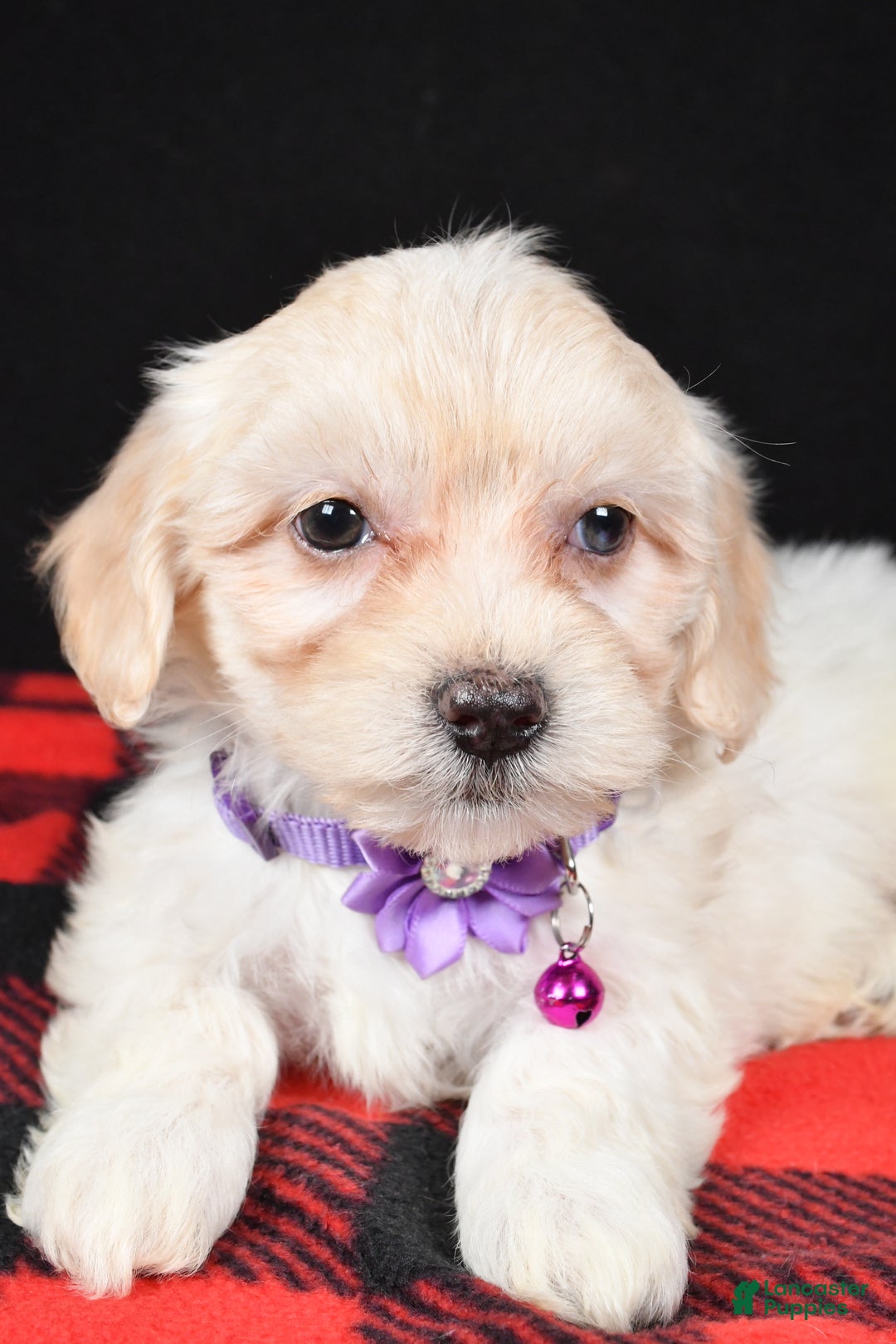 Maltipoo dogs for sale: Misty - Ad 3