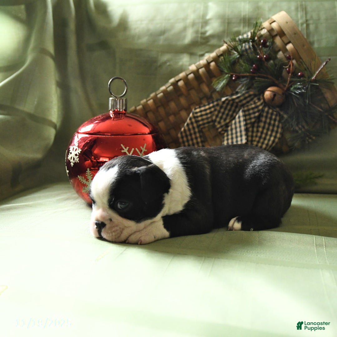 Boston Terrier dogs for sale: Oscar - Ad 3