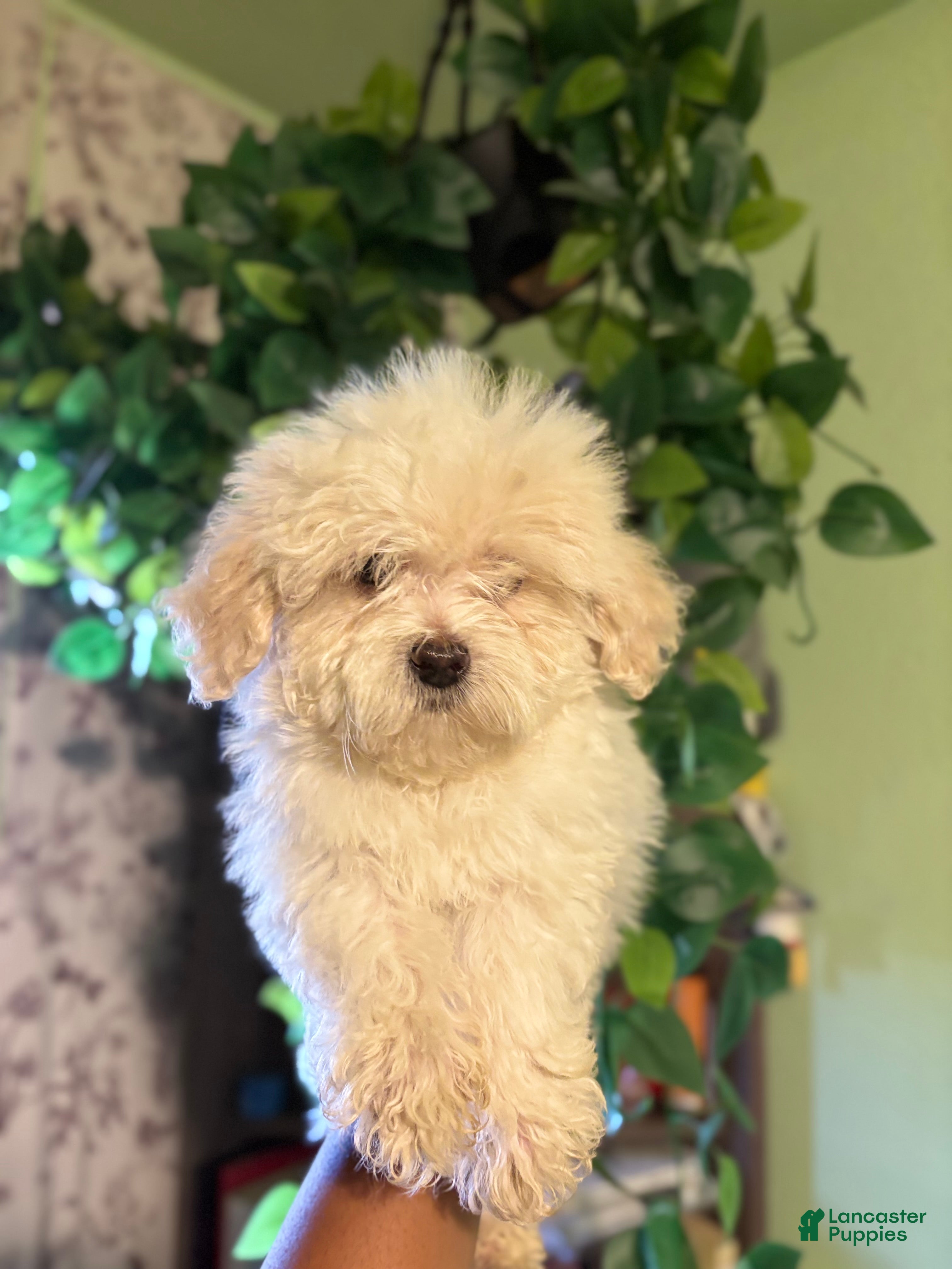 Maltipoo dogs Miles - Ad 2