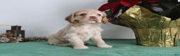Cocker Spaniel dogs for sale: Karter - Ad 4