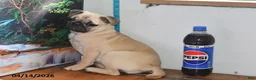 Pug dogs for sale: Valentina - Ad 4